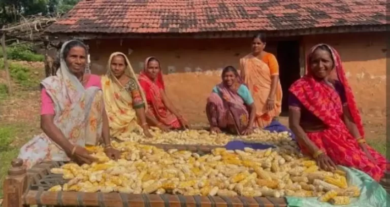 बेमौसम बारिश से टूटी मक्का किसानों की कमर, भाव में भारी गिरावट