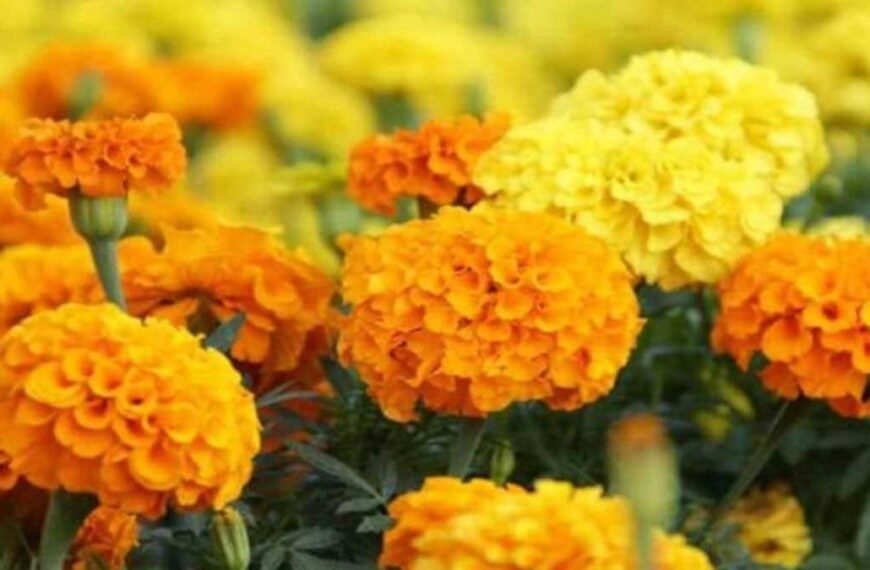 प्रतापगढ़ में 20 हेक्टेयर में होगी गेंदा की खेती, प्रशासन करेगा सहयोग