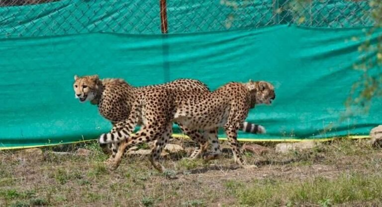 कूनो राष्ट्रीय उद्यान में बोत्सवाना से आए 9 चीते