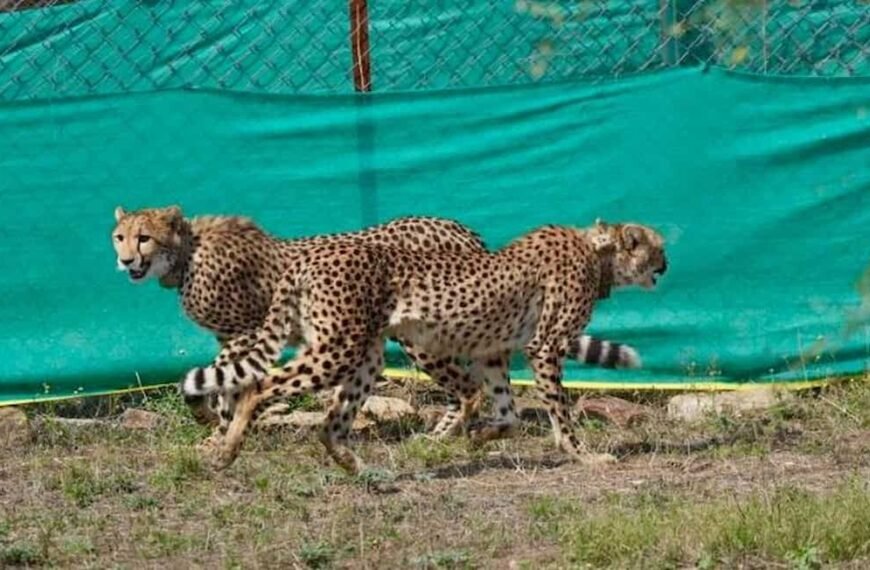 कूनो राष्ट्रीय उद्यान में बोत्सवाना से आए 9 चीते