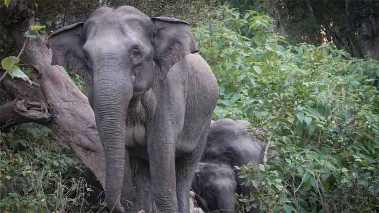 पृथ्वी के संरक्षण के लिये सबको मिलकर काम करने की जरूरत