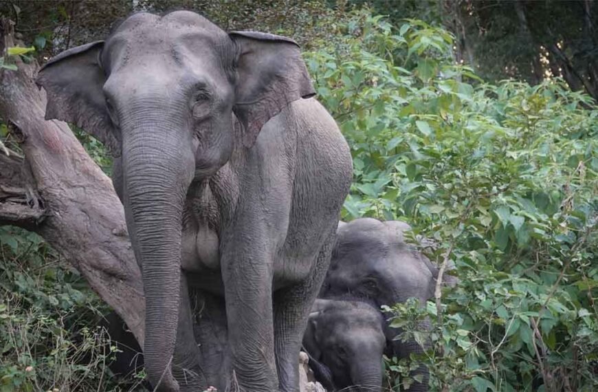 पृथ्वी के संरक्षण के लिये सबको मिलकर काम करने की जरूरत