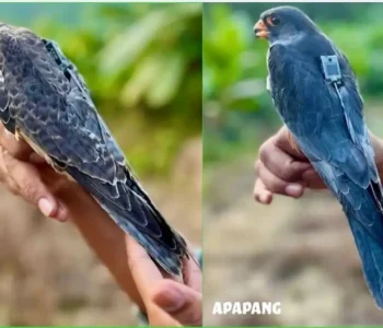 अमूर बाज़ 23 देशों की यात्रा कर लौटे